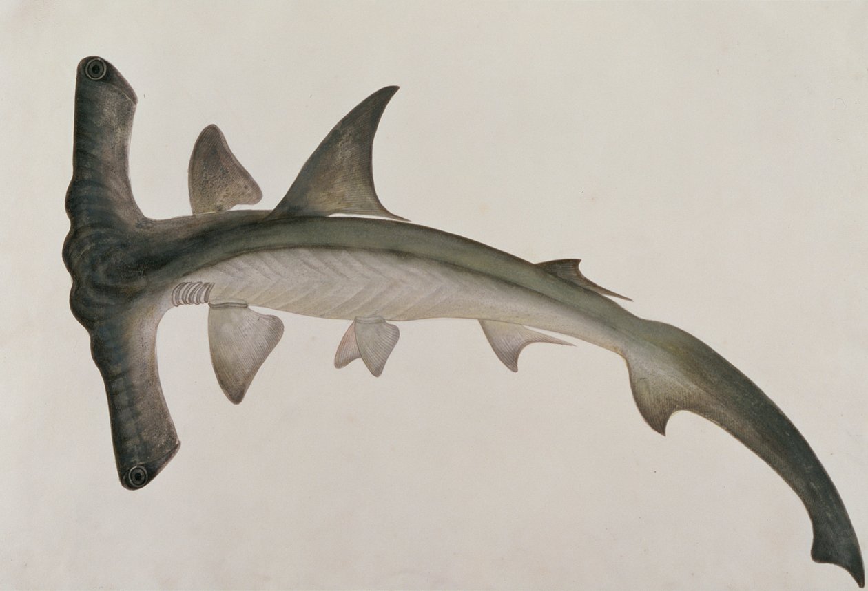 Eeoo Tando，来自马六甲的鱼类绘画，c.1805-18（纸上写着） 作者 中文学校