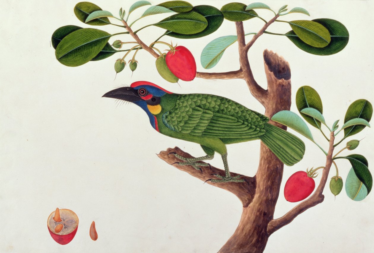 异国情调的鸟，来自马六甲的鸟类图画，c.1805-18（纸上wc） 作者 中文学校