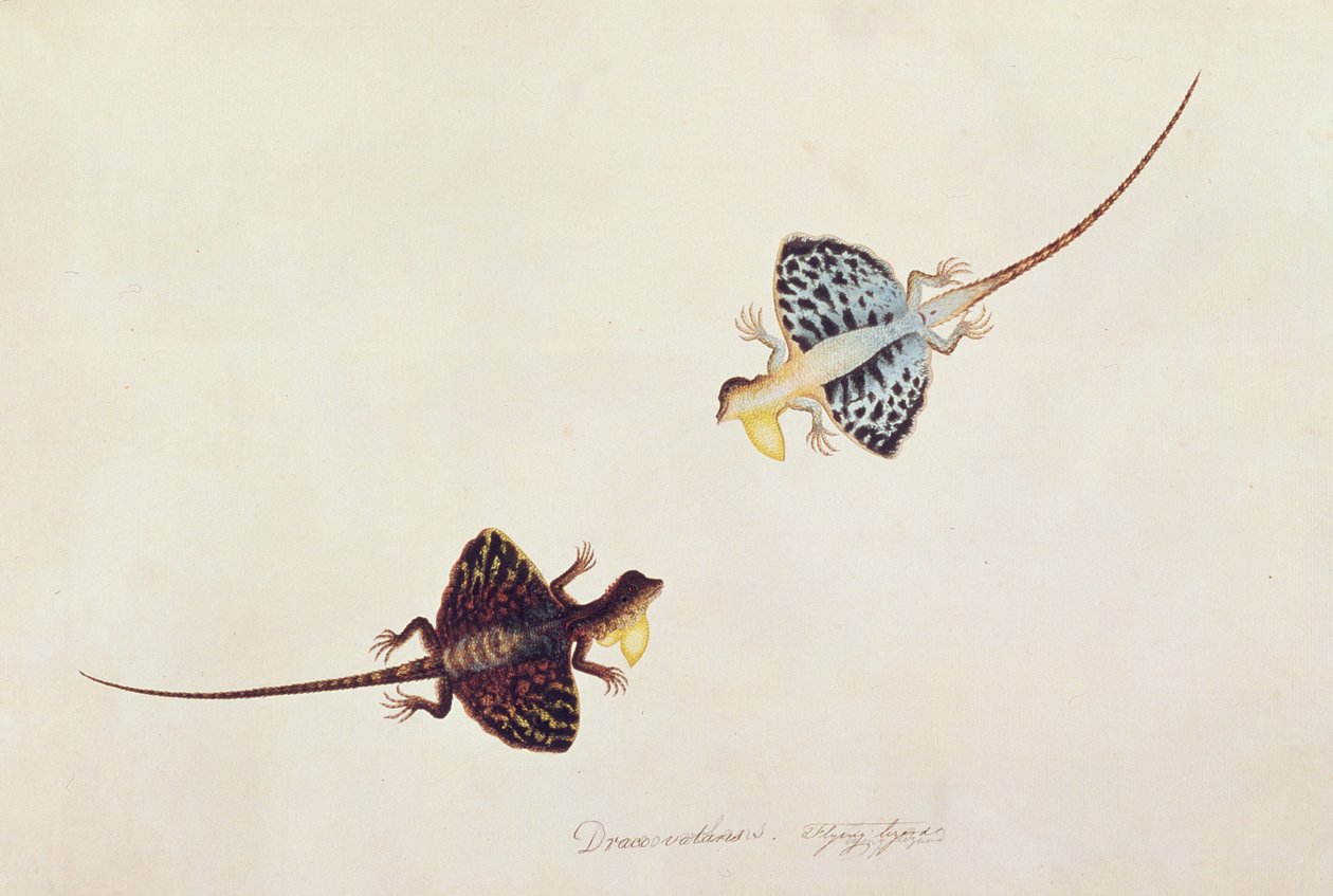 飞行蜥蜴，Draco挥发，Soompah Soompah，来自马六甲的动物，昆虫和爬行动物图画，c.1805-18（wc和水粉在纸上） 作者 中文学校