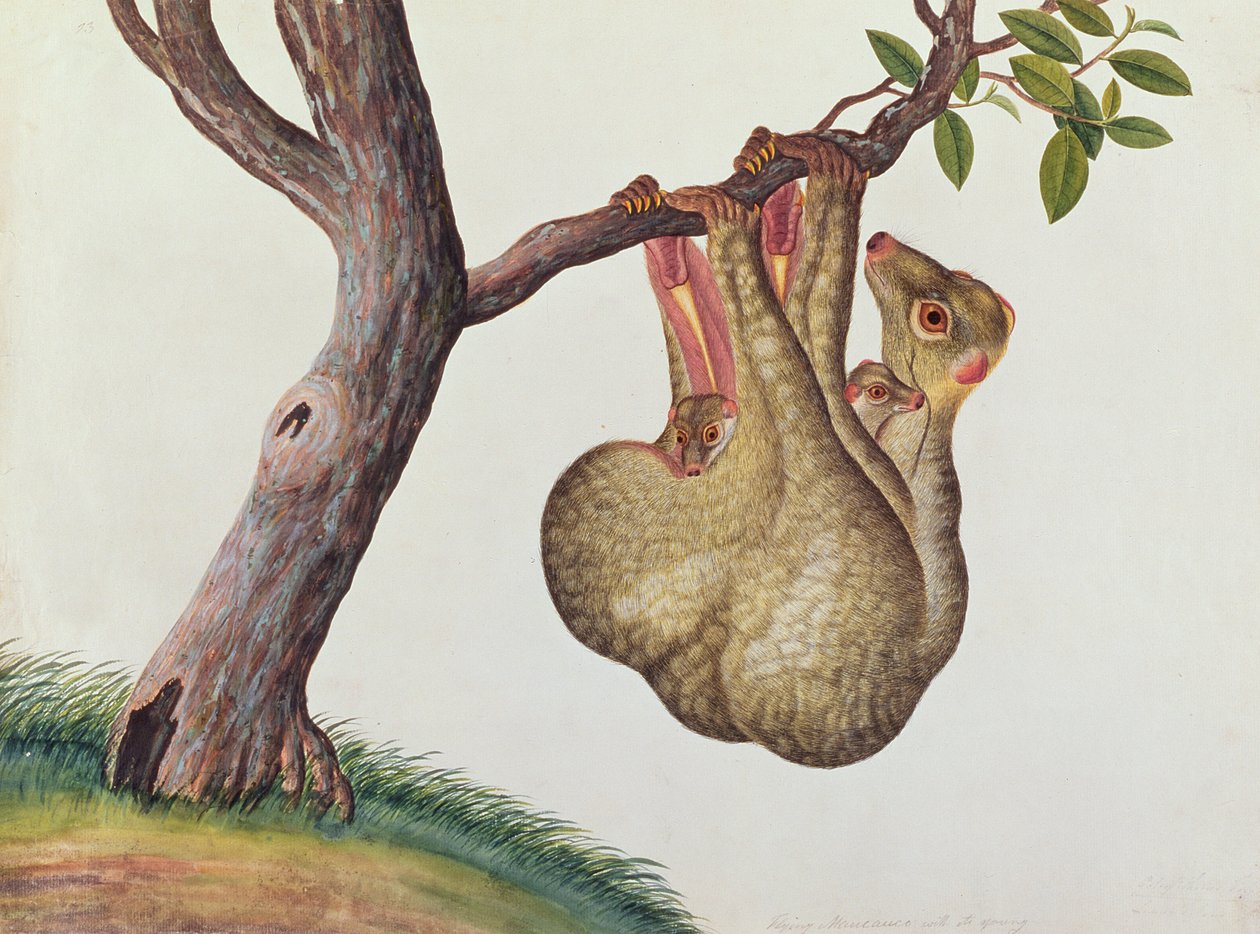 年轻的飞行Maucauco，来自马六甲的Animas，昆虫和爬行动物图画，c.1805-18（wc和纸上水粉） 作者 中文学校
