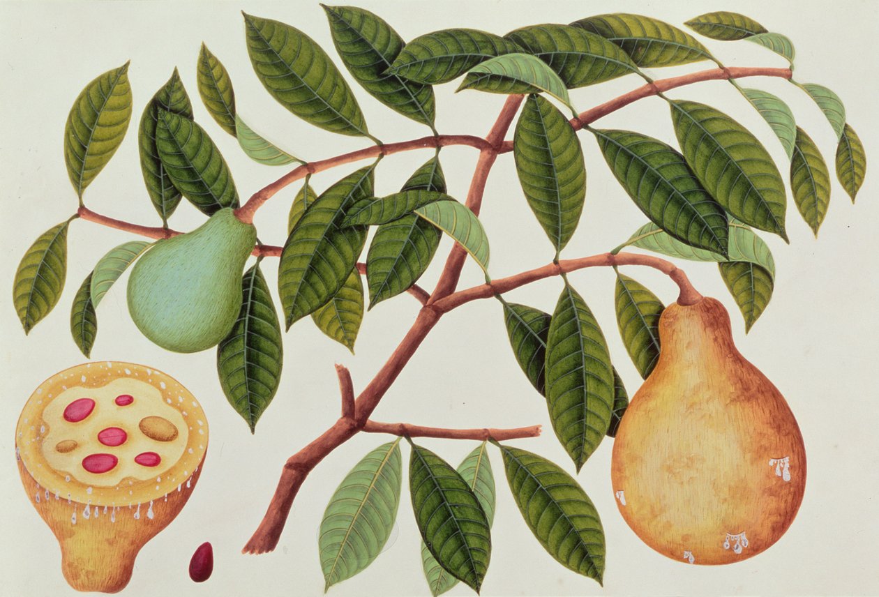 水果，来自马六甲的植物图，c.1805-18（纸上的wc） 作者 中文学校