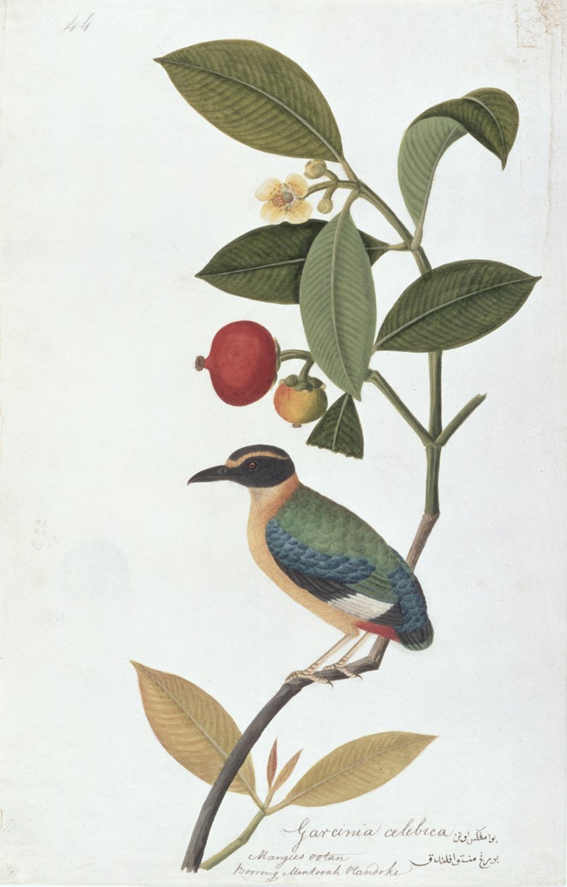 Garcinia celebica，Mangies ootan，Bourong Mentooah Plandoka，来自马六甲的鸟类画，c.1805-18（纸上写着） 作者 中文学校