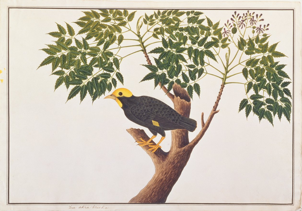 金冠八哥，来自马六甲的鸟类画，c.1805-18（纸上写着） 作者 中文学校