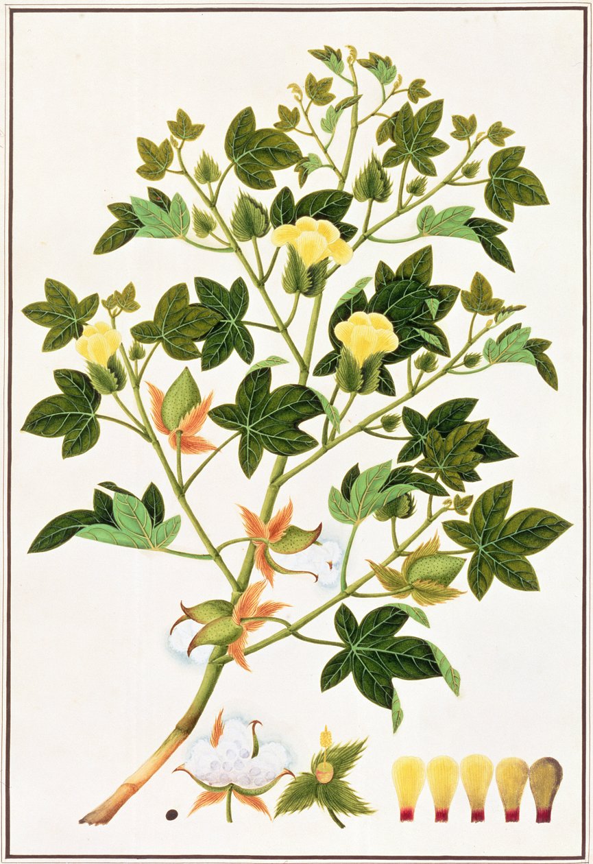 Gopypium Arboreum或棉花植物，c.1805-18（纸上wc） 作者 中文学校