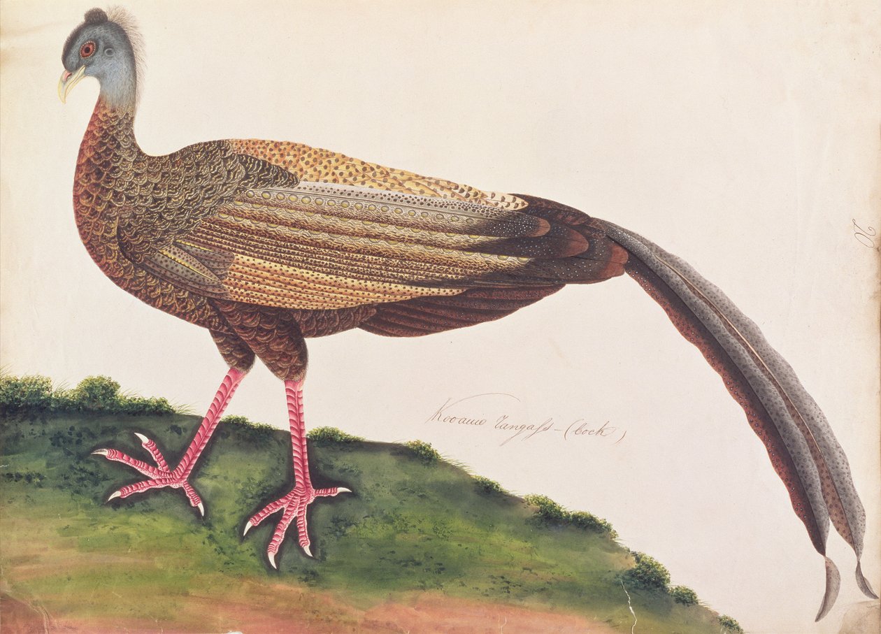 伟大的阿格斯，来自马六甲的鸟类画，c.1805-18（纸上写着） 作者 中文学校