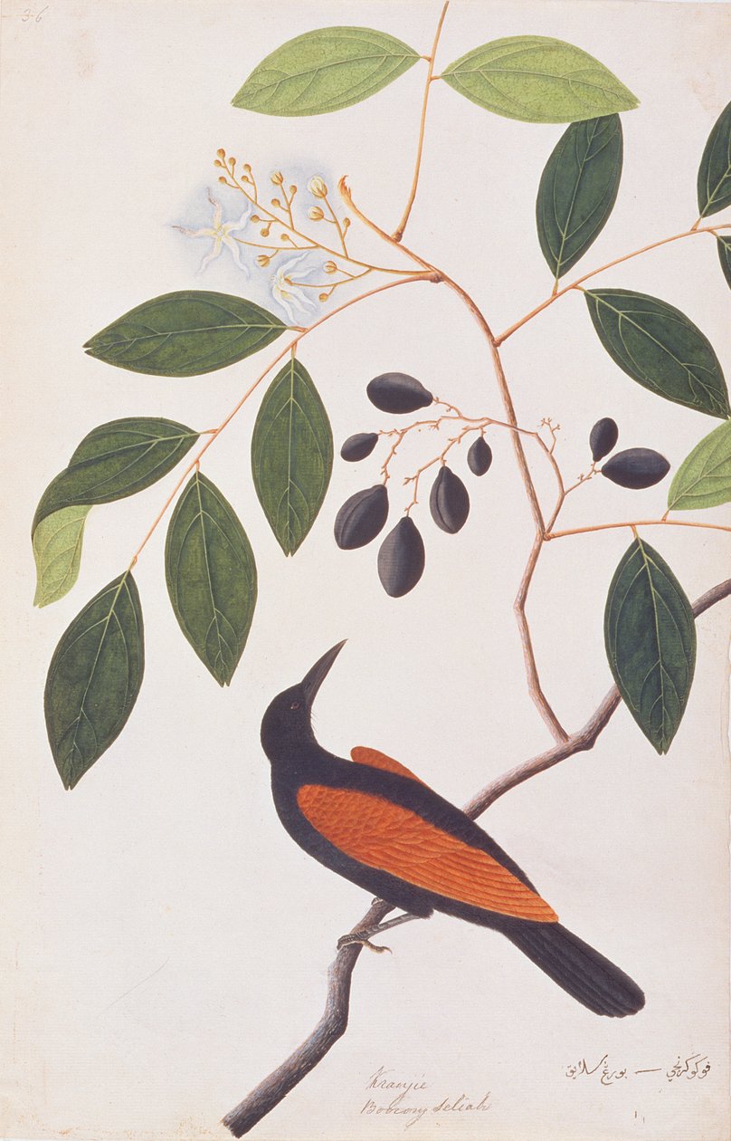 大马卡，来自马六甲的鸟类画，c.1805-18（纸上写着） 作者 中文学校
