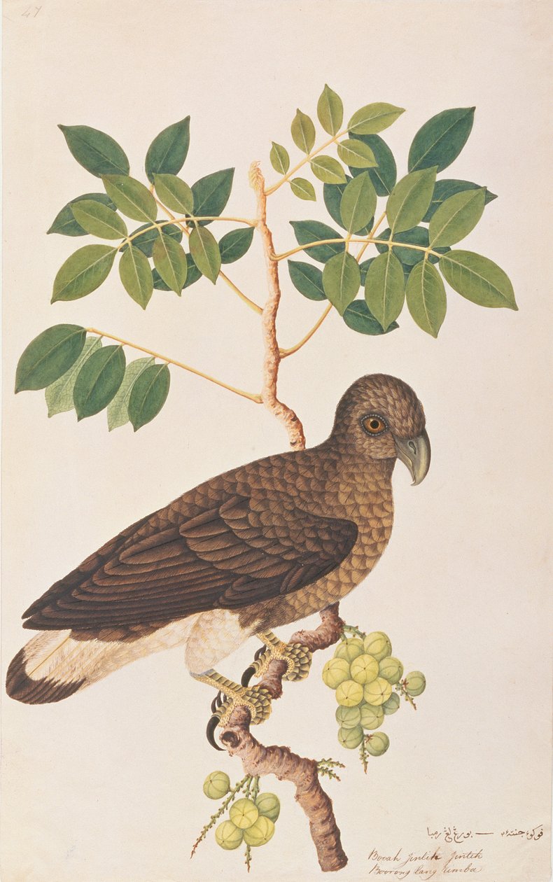 灰头鱼鹰，来自马六甲的鸟类画，c.1805-18（纸上写着） 作者 中文学校