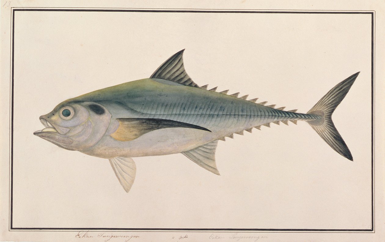 Hardtail Scad，来自马六甲的鱼的图纸，c.1805-18（纸上的wc） 作者 中文学校