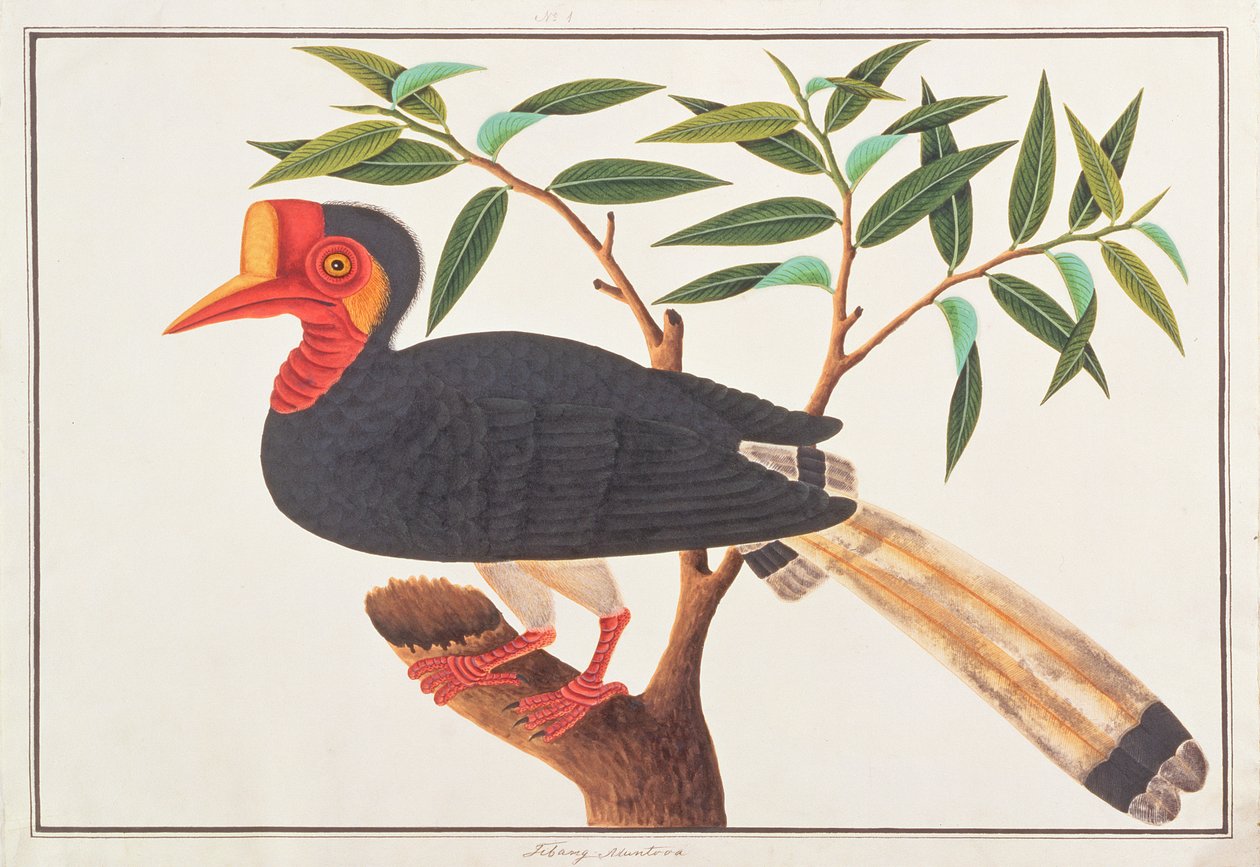 头盔犀鸟，来自马六甲的鸟类图画，c.1805-18（纸上写着） 作者 中文学校