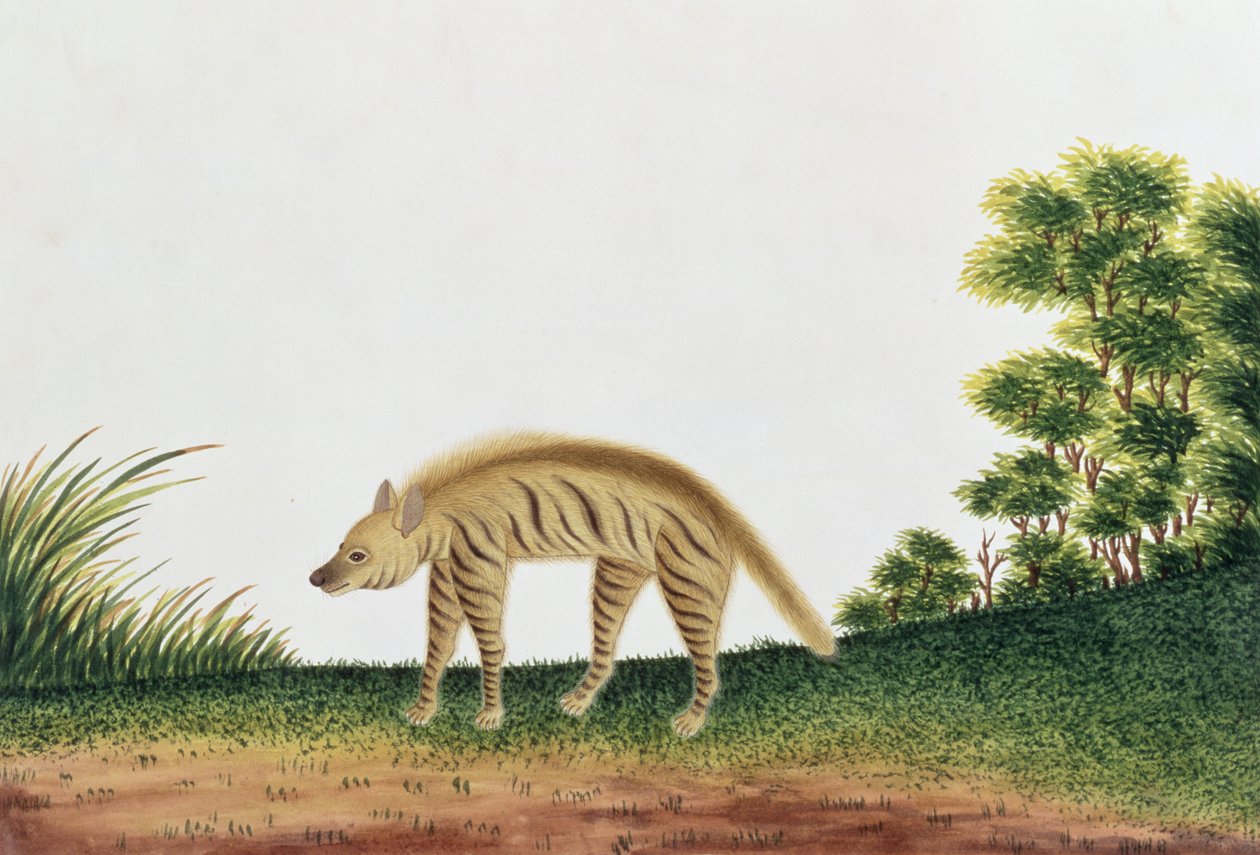 鬣狗，来自马六甲的动物，昆虫和爬行动物图画，c.1805-18（wc和纸上水粉） 作者 中文学校