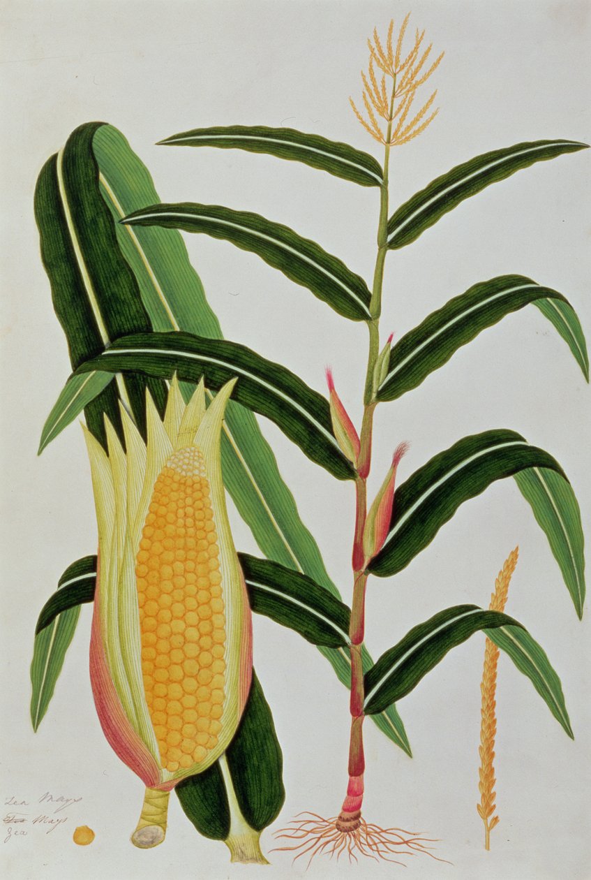 Jagong或印度玉米，来自马六甲的植物图，c.1805-18（纸上写着） 作者 中文学校