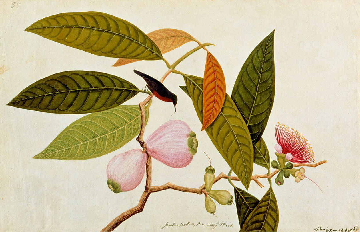 Jamboo，Boll和Humming Bird，来自马六甲的鸟类图画，c.1805-18（纸上写着） 作者 中文学校