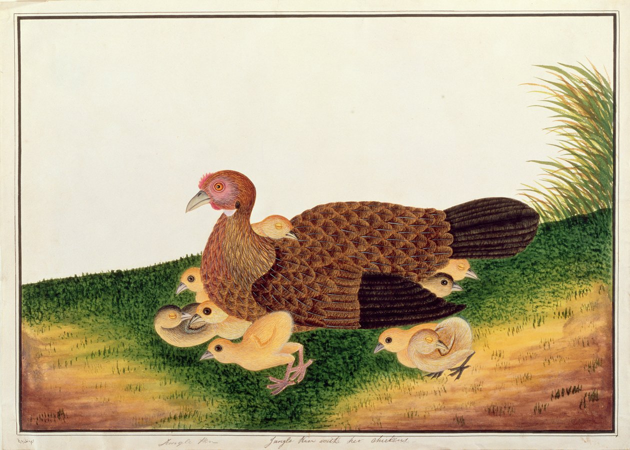 Jangle Hen和她的鸡，来自马六甲的鸟类画，c.1805-18（纸上写着） 作者 中文学校
