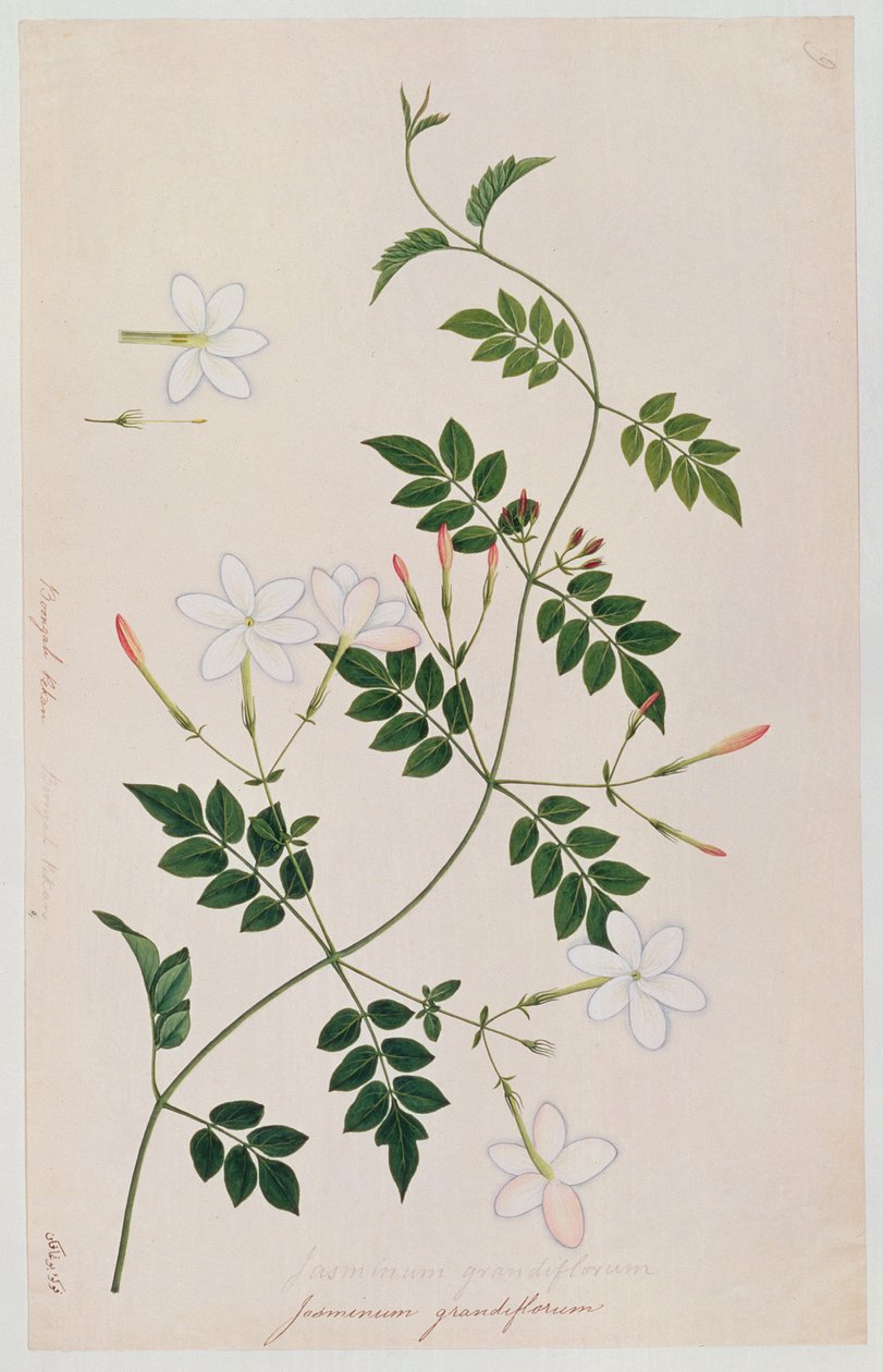Jasminium grandiflorum，来自马六甲的植物图，c.1805-18（纸上写着） 作者 中文学校