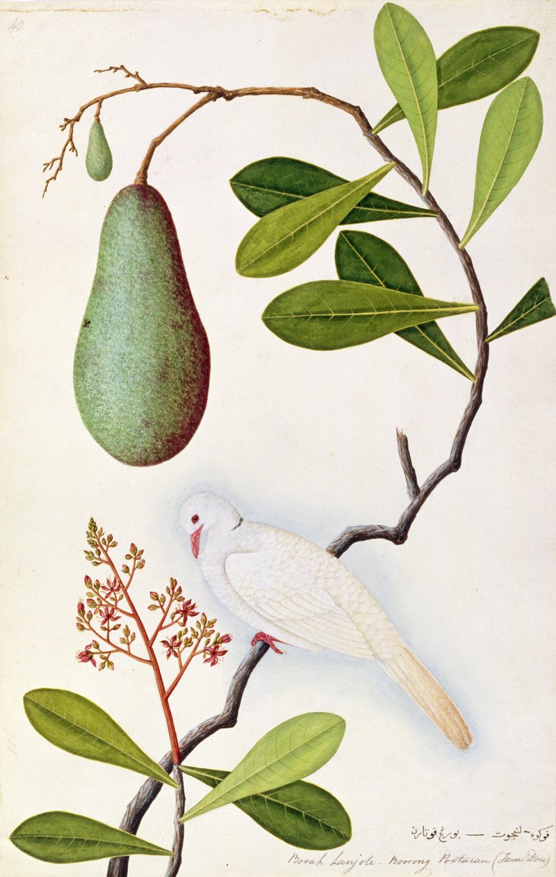 Java Dove或Boorah Poutaran，来自马六甲的鸟类画，c.1805-18（纸上写着） 作者 中文学校