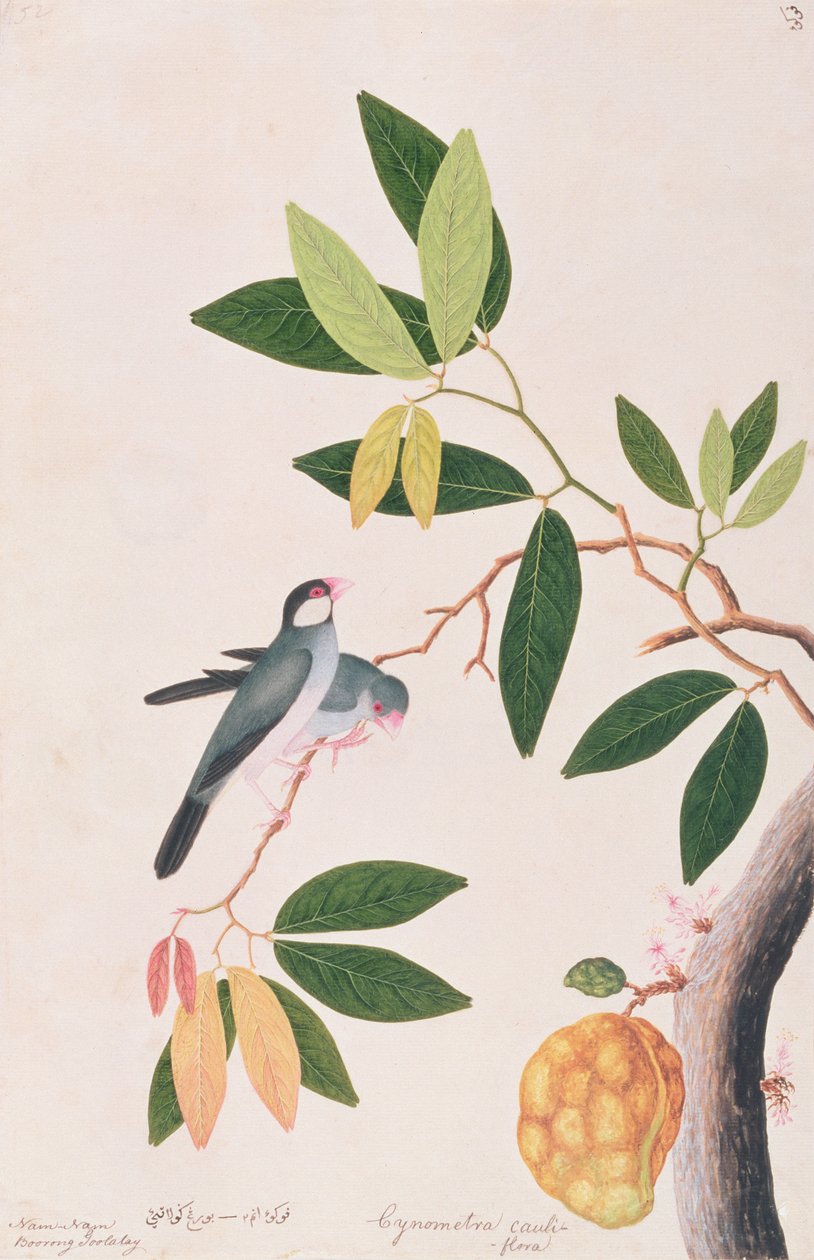 爪哇麻雀，来自马六甲的鸟类画，c.1805-18（纸上写着） 作者 中文学校