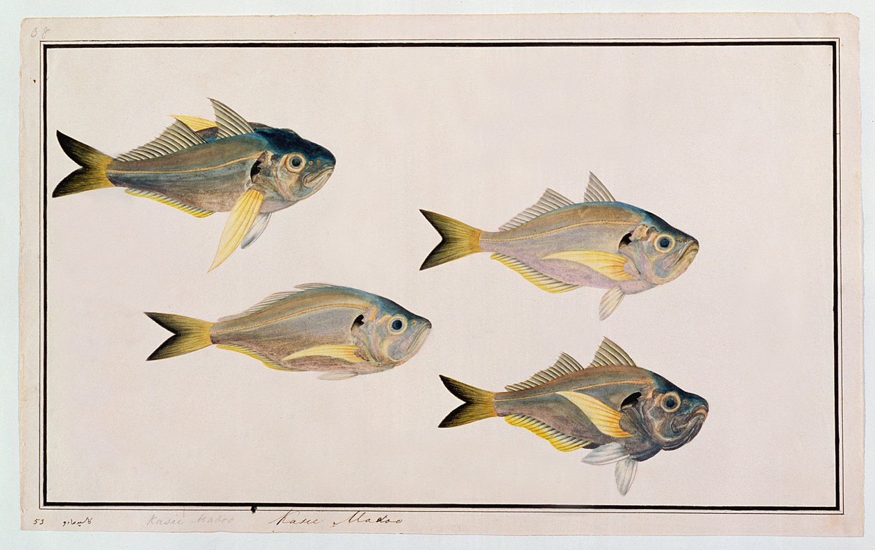 Kasee Madoo，来自马六甲的鱼类绘画，c.1805-18（纸上写着） 作者 中文学校