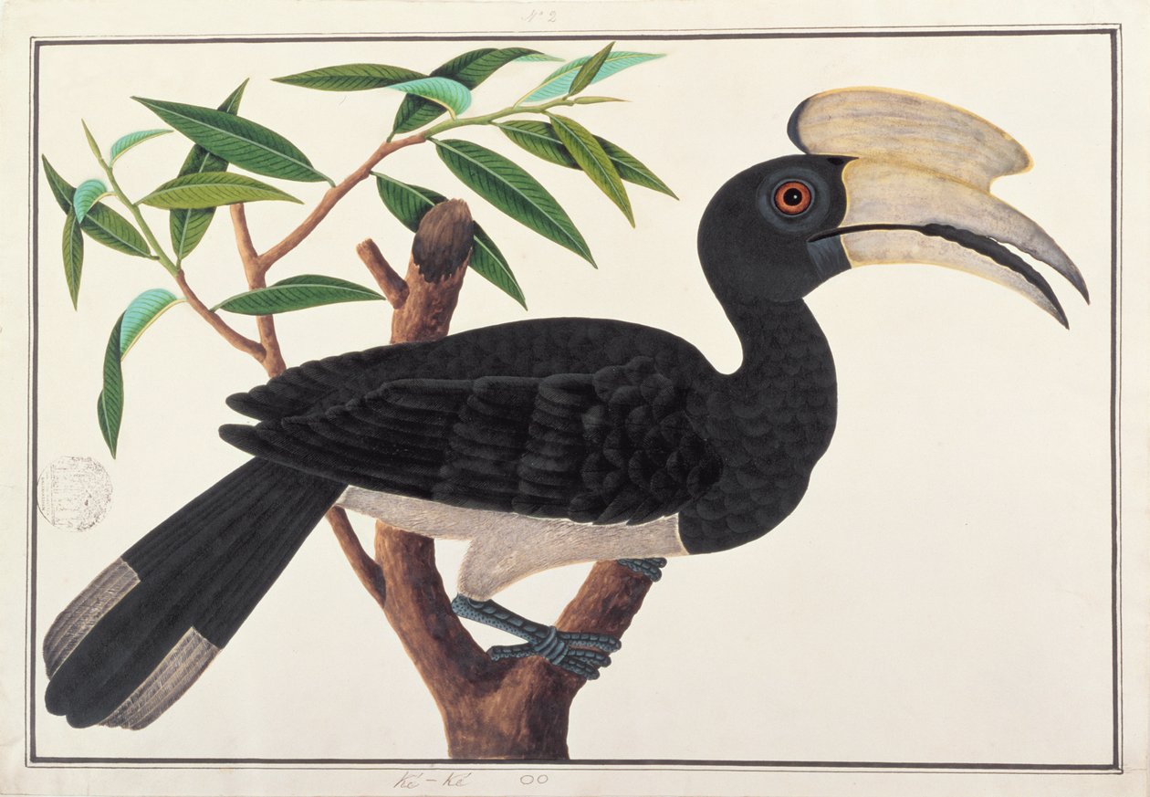 Ke-ke，来自马六甲的鸟类画，c.1805-18（纸上写着） 作者 中文学校