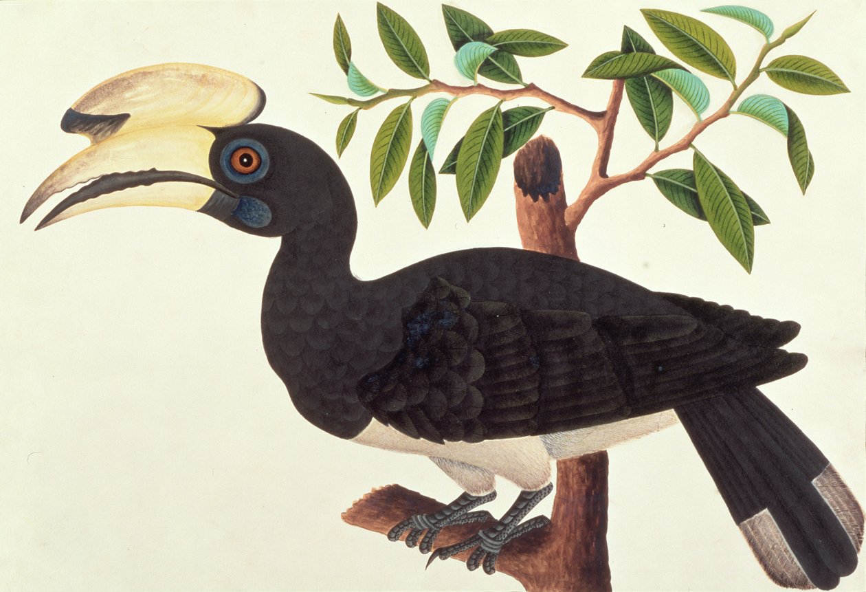 Ke-ke，来自马六甲的鸟类画，c.1805-18（纸上写着） 作者 中文学校