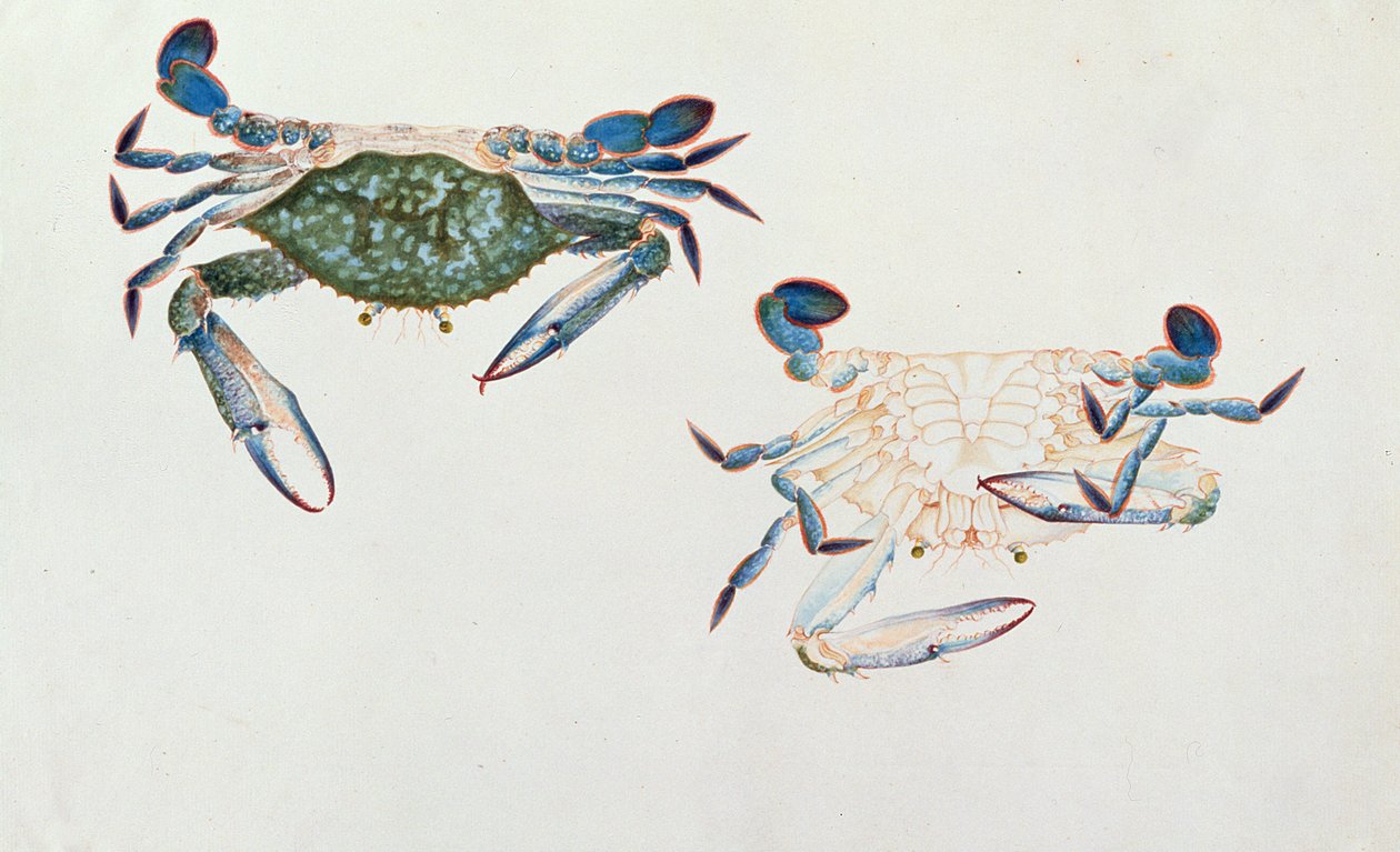 Ketam Rinyong，来自马六甲的动物，昆虫和爬行动物图画，c.1805-18（wc和纸上水粉） 作者 中文学校