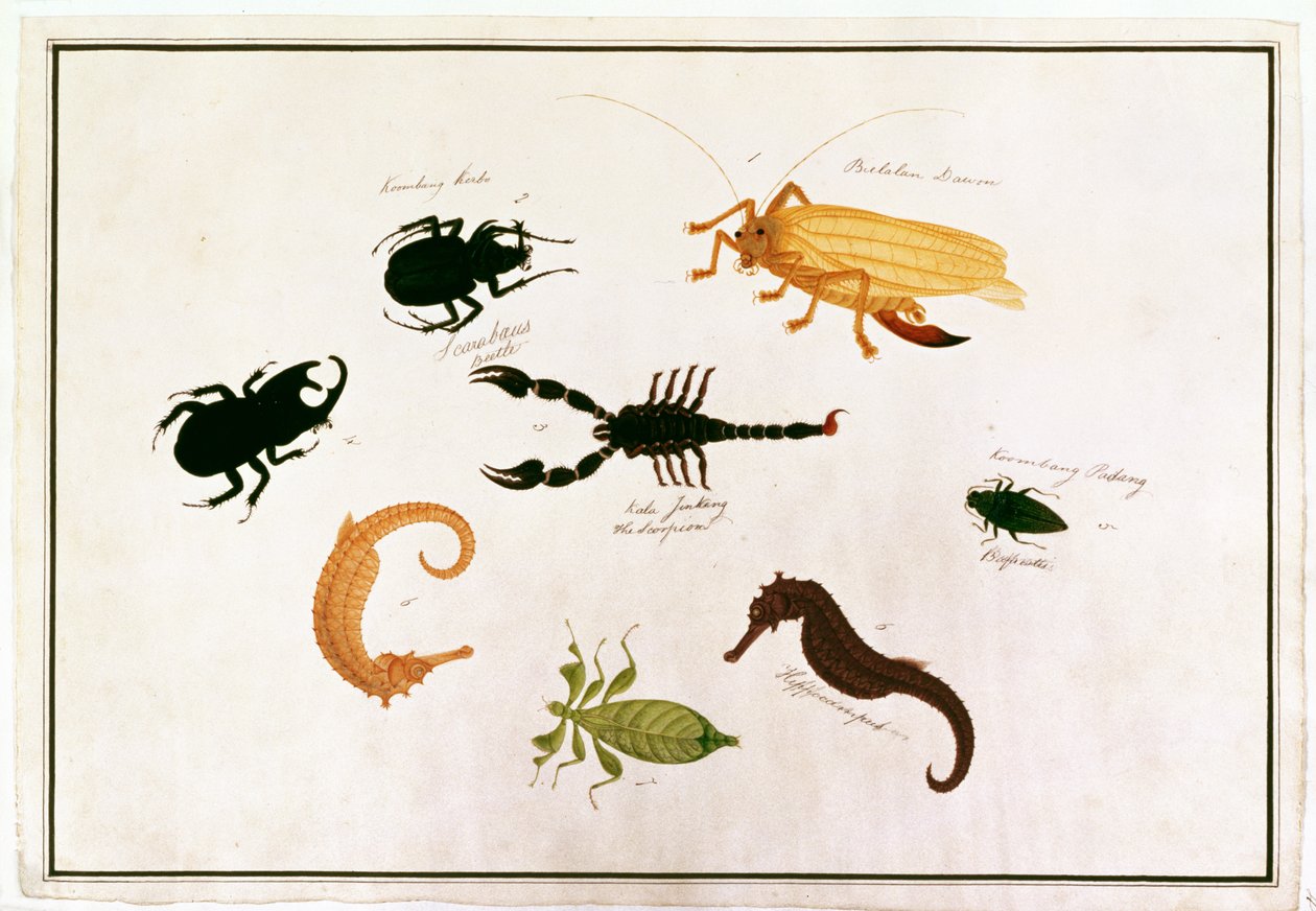 Koombang Kerbo，Bielalan Dawon，Kala Jinking，Koombang Padang，Hippocampus，来自马六甲的动物，昆虫和爬行动物图画，c.1805-18（wc和纸上水粉） 作者 中文学校