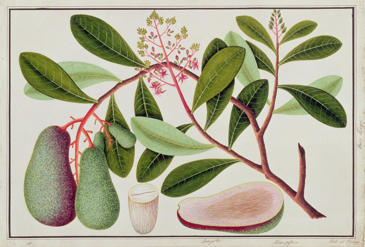 Langote或Mangifera，来自马六甲的植物图纸，19世纪（纸上写着） 作者 中文学校