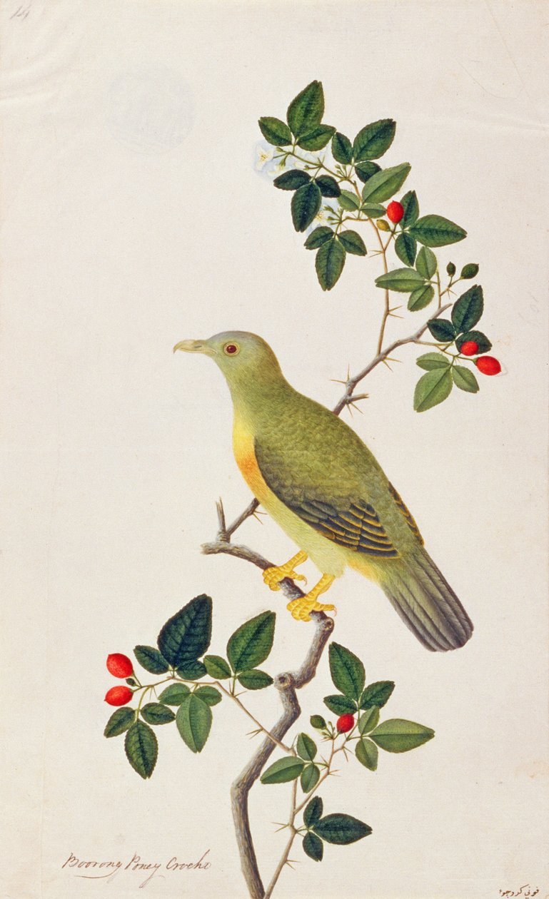 大型绿鸽，来自马六甲的鸟类画，c.1805-18（纸上写着） 作者 中文学校