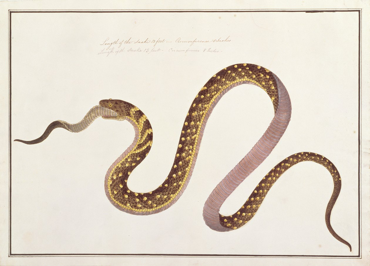 大型蛇吃另一种，来自马六甲的动物图画，昆虫和爬行动物，c.1805-18（纸上的水粉和水粉） 作者 中文学校