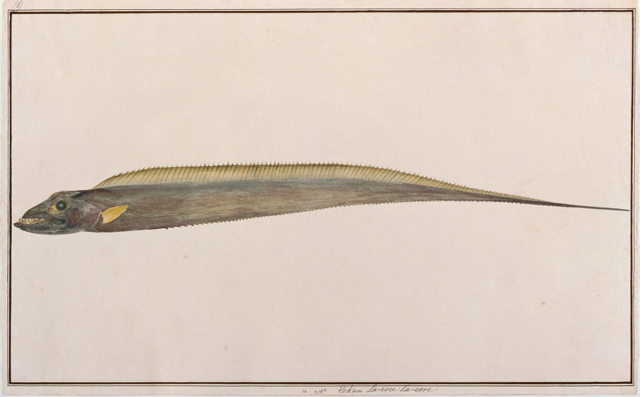 Bighead Hairtail，来自马六甲的鱼类图画，c.1805-18（纸上写着） 作者 中文学校