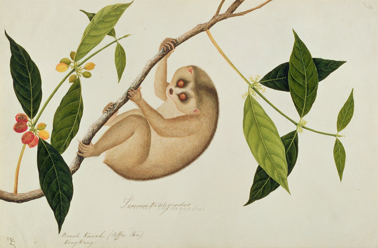 Lemur tardigradus，Booah Kawah（咖啡树）Kong Kang，来自马六甲的动物，昆虫和爬行动物图画，c.1805-18（wc和纸上水粉） 作者 中文学校