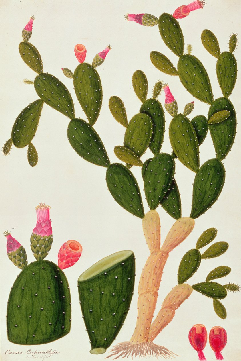Lidah Badah，Cardasse Cochenille，来自马六甲的植物图，c.1805-18（纸上写着） 作者 中文学校