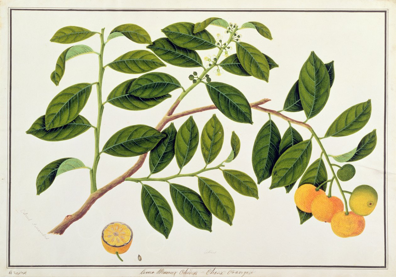Limo Manies China或Chinese Oranges，来自马六甲的植物图，c.1805-18（纸上写着） 作者 中文学校