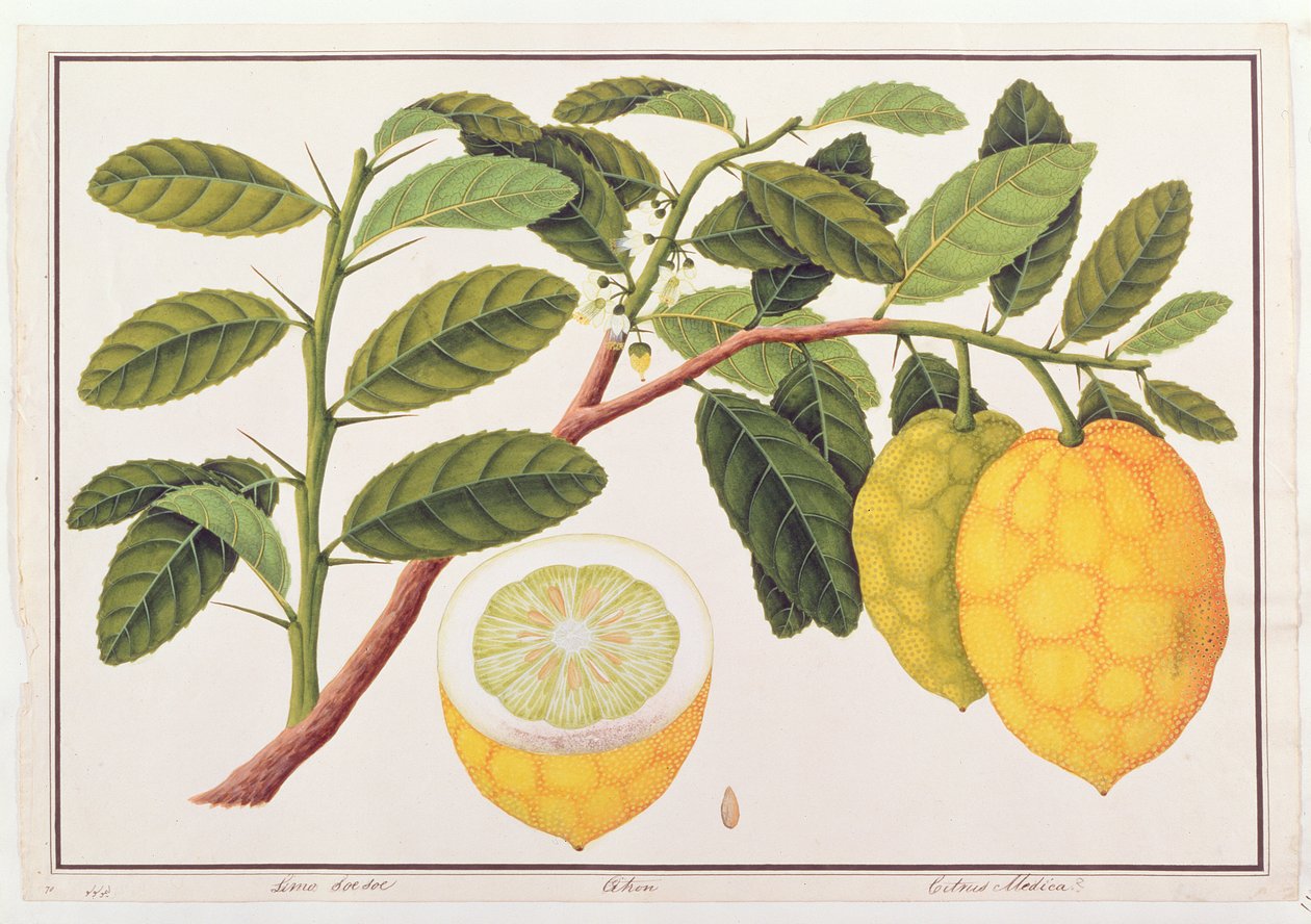 Limo Soe Sooe，Atrong或Citrus Medica，来自马六甲的植物图，c.1805-18（纸上写着） 作者 中文学校
