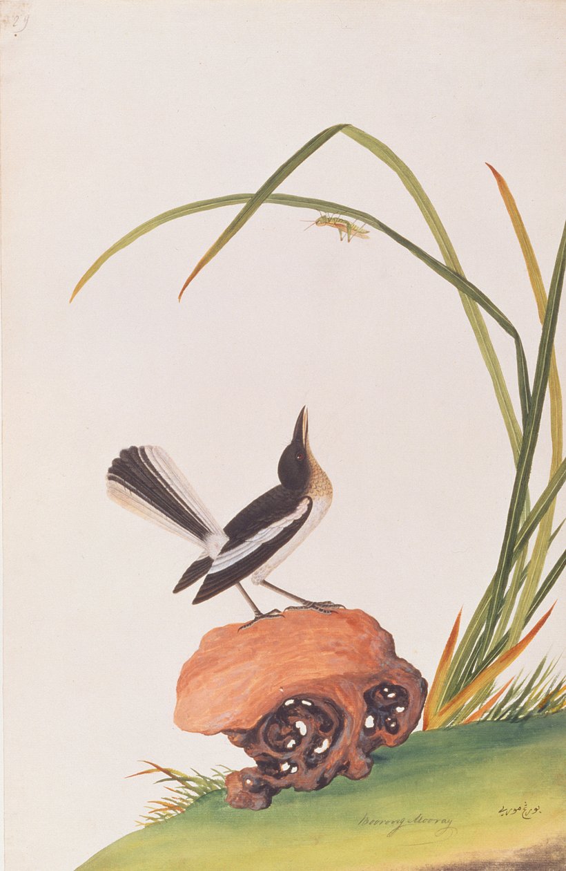 Magpie Robin，来自马六甲的鸟类画，c.1805-18（纸上写着） 作者 中文学校