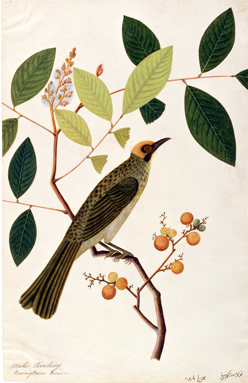 Mata Cooching，来自马六甲的鸟类画，c.1805-18（纸上写着） 作者 中文学校