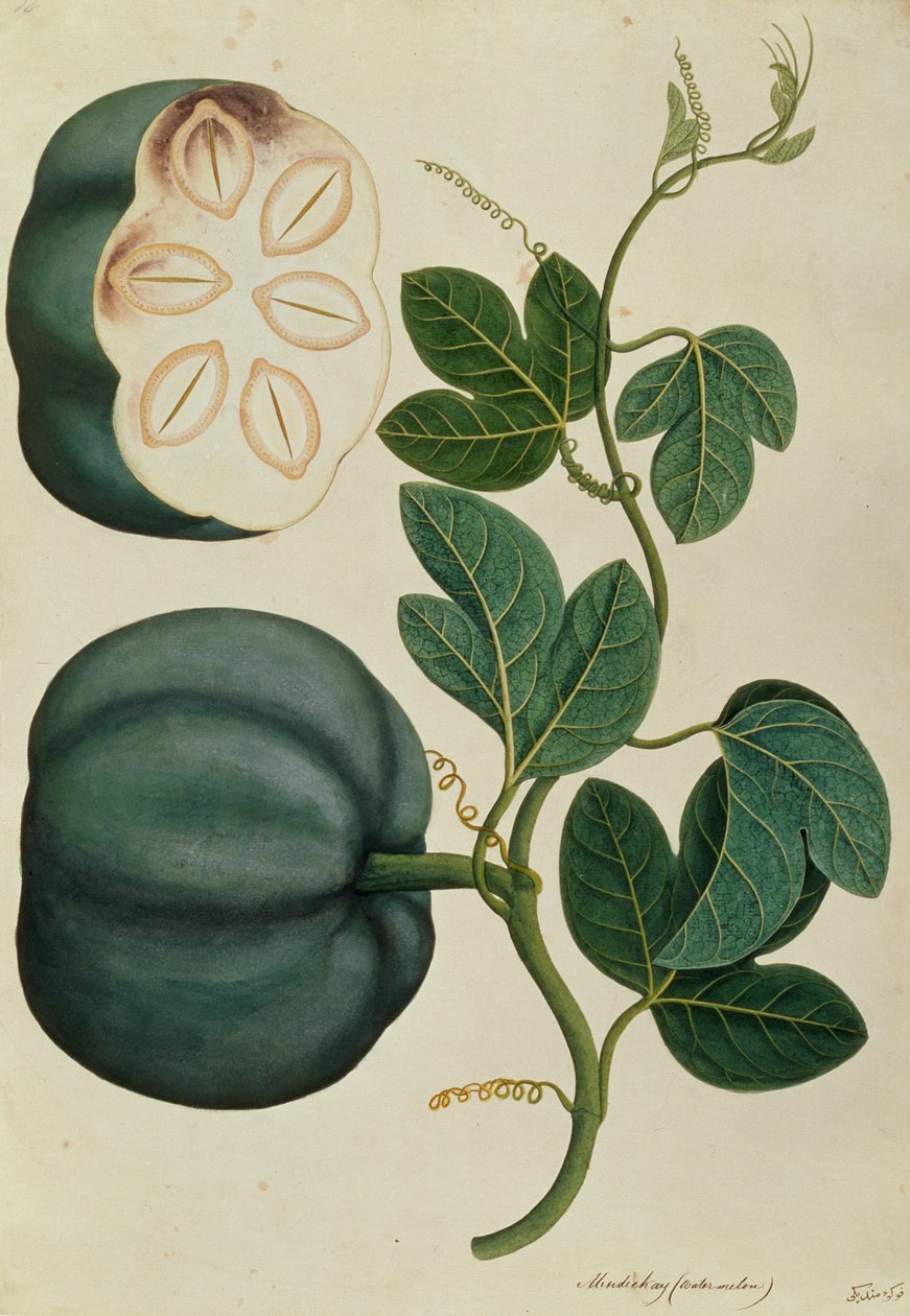 Mendickay或Water Melon，来自马六甲的植物图纸，c.1805-18（纸上写着） 作者 中文学校
