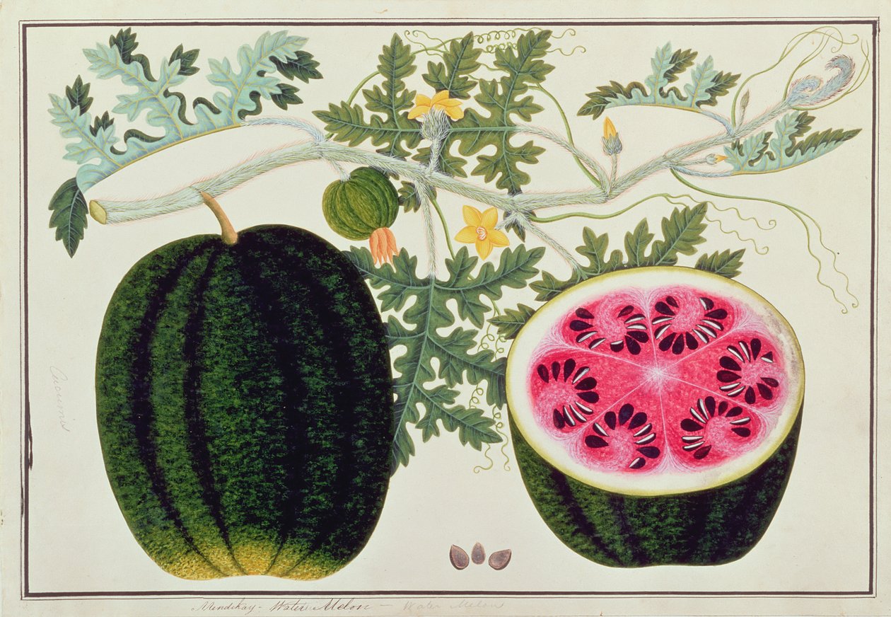 Mindikay或Water Melon，来自马六甲的植物图，c.1805-18（纸上写着） 作者 中文学校
