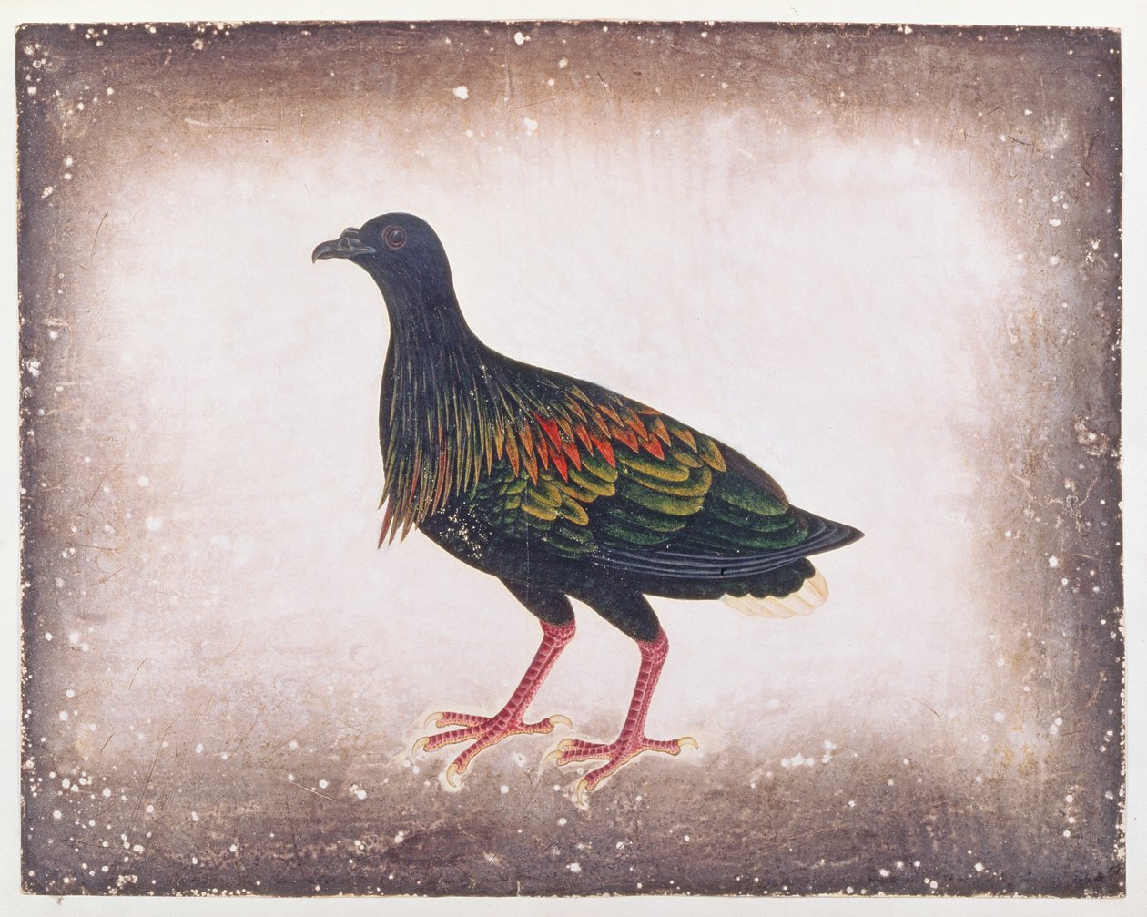 Nicobar Pigeon，来自马六甲的鸟类画，c.1805-18（纸上写着） 作者 中文学校