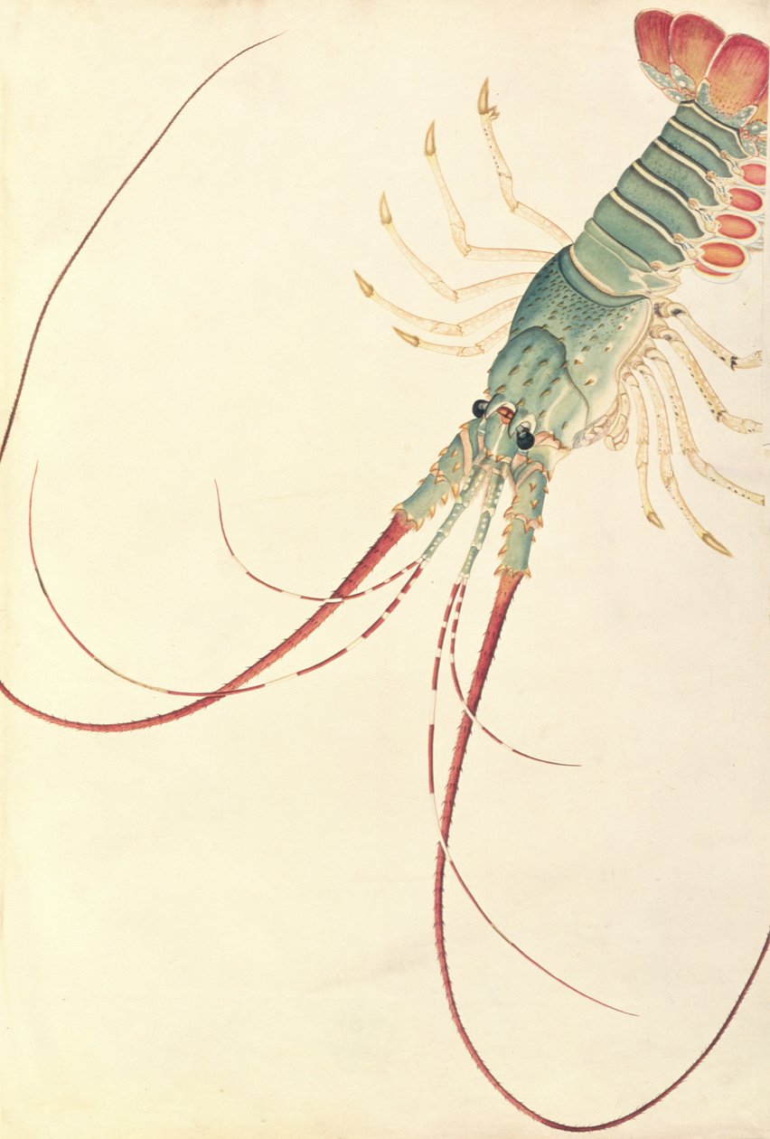Oodang Katik la-ote，来自马六甲的动物，昆虫和爬行动物图画，c.1805-18（wc和水粉纸） 作者 中文学校