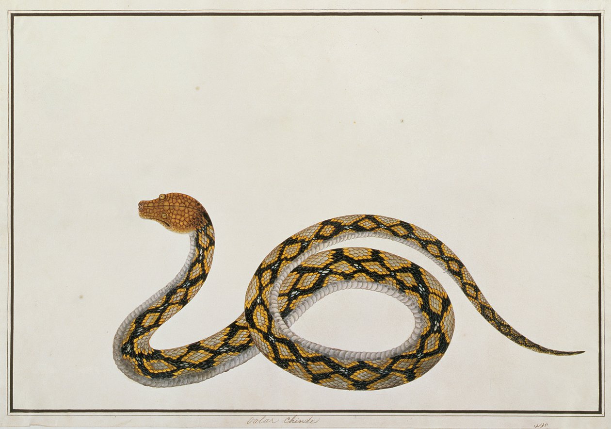 Oolur Chinde，来自马六甲的动物，昆虫和爬行动物图画，c.1805-18（水粉和纸上的wc） 作者 中文学校