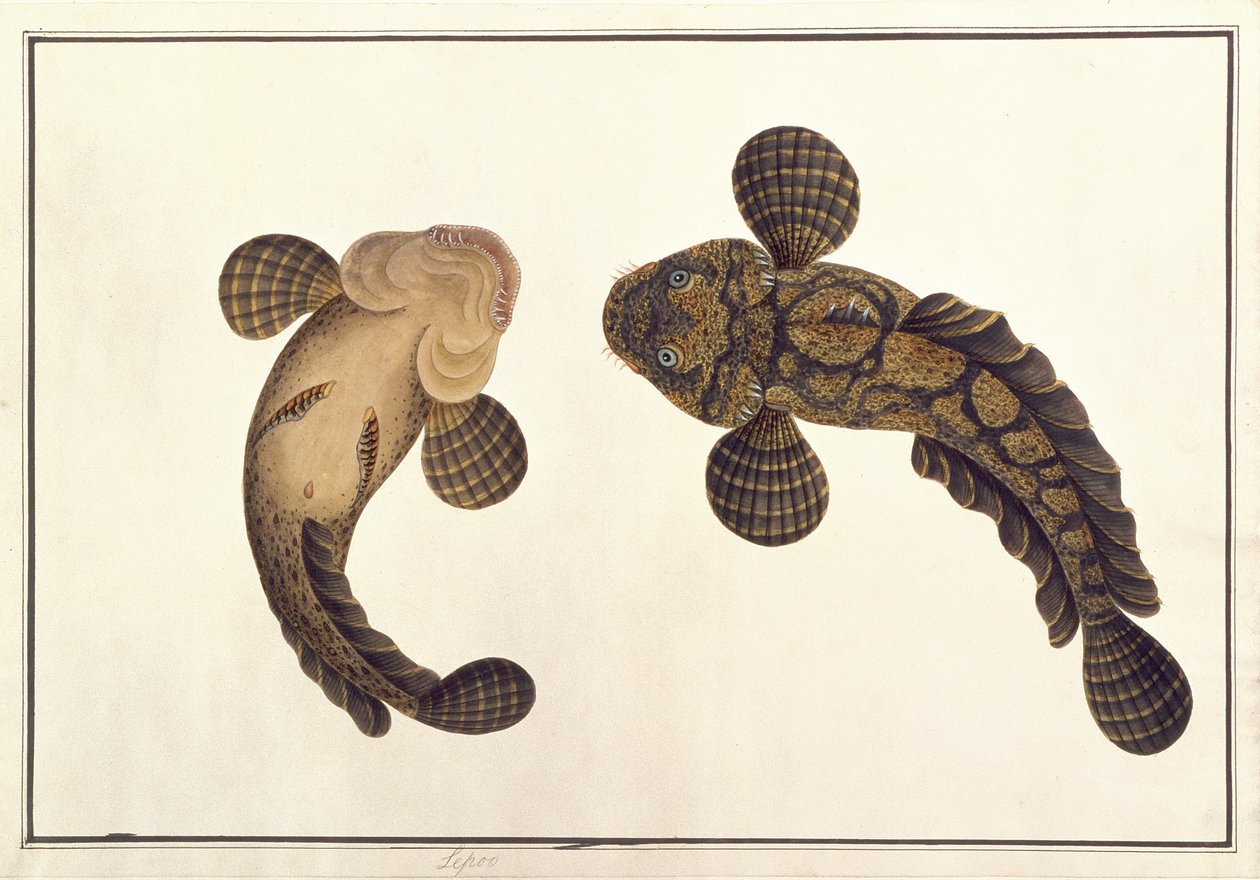 Oolur Sawa，来自马六甲的动物，昆虫和爬行动物图画，c.1805-18（wc和纸上水粉） 作者 中文学校