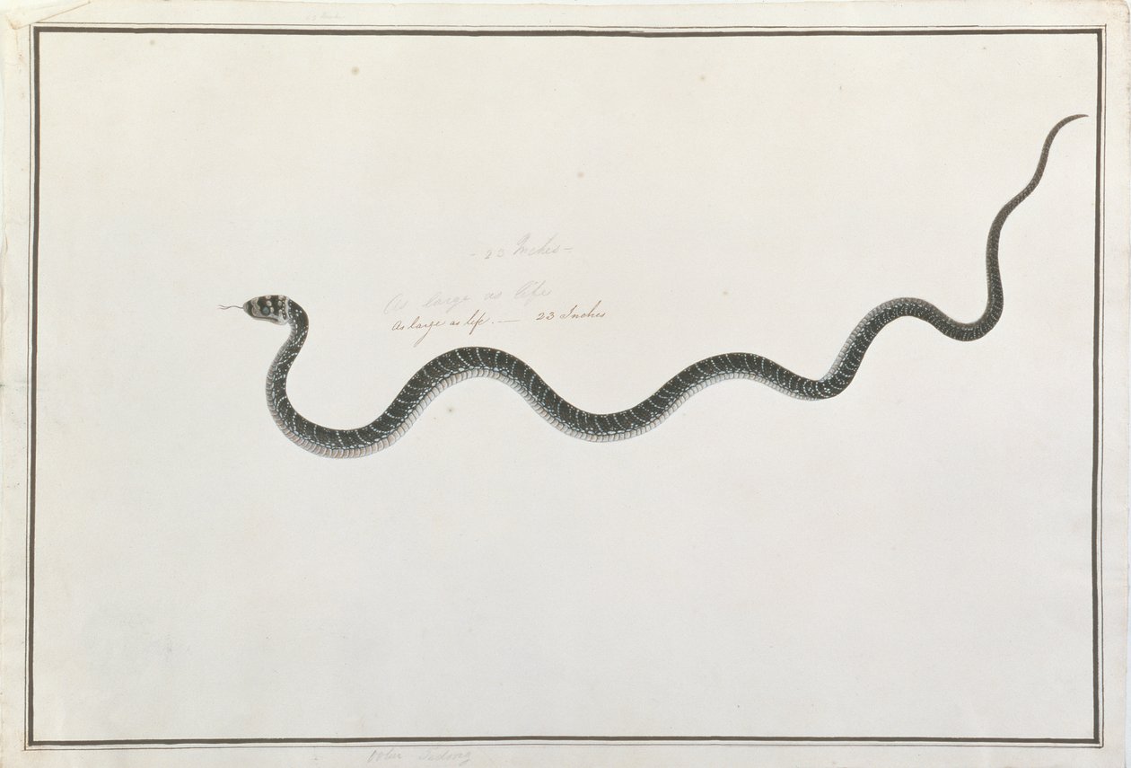 Oolur Tedong，来自马六甲的动物，昆虫和爬行动物图画，c.1805-18（wc和纸上水粉） 作者 中文学校