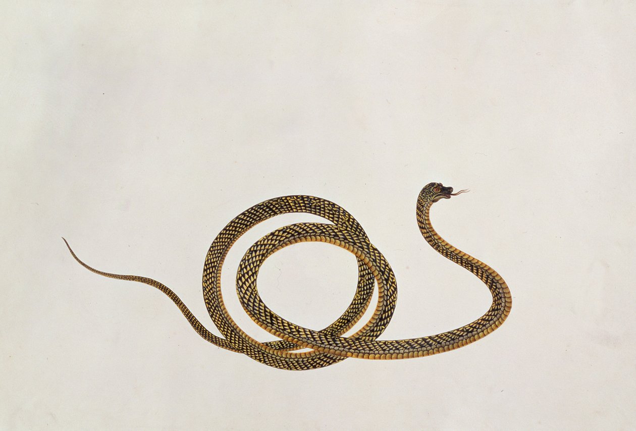 Oolur，来自马六甲的动物图画，昆虫和爬行动物，c.1805-18（水粉和纸上的wc） 作者 中文学校