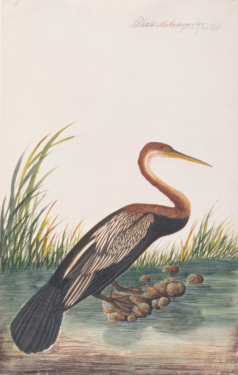 东方镖，来自马六甲的鸟类画，c.1805-18（纸上写着） 作者 中文学校