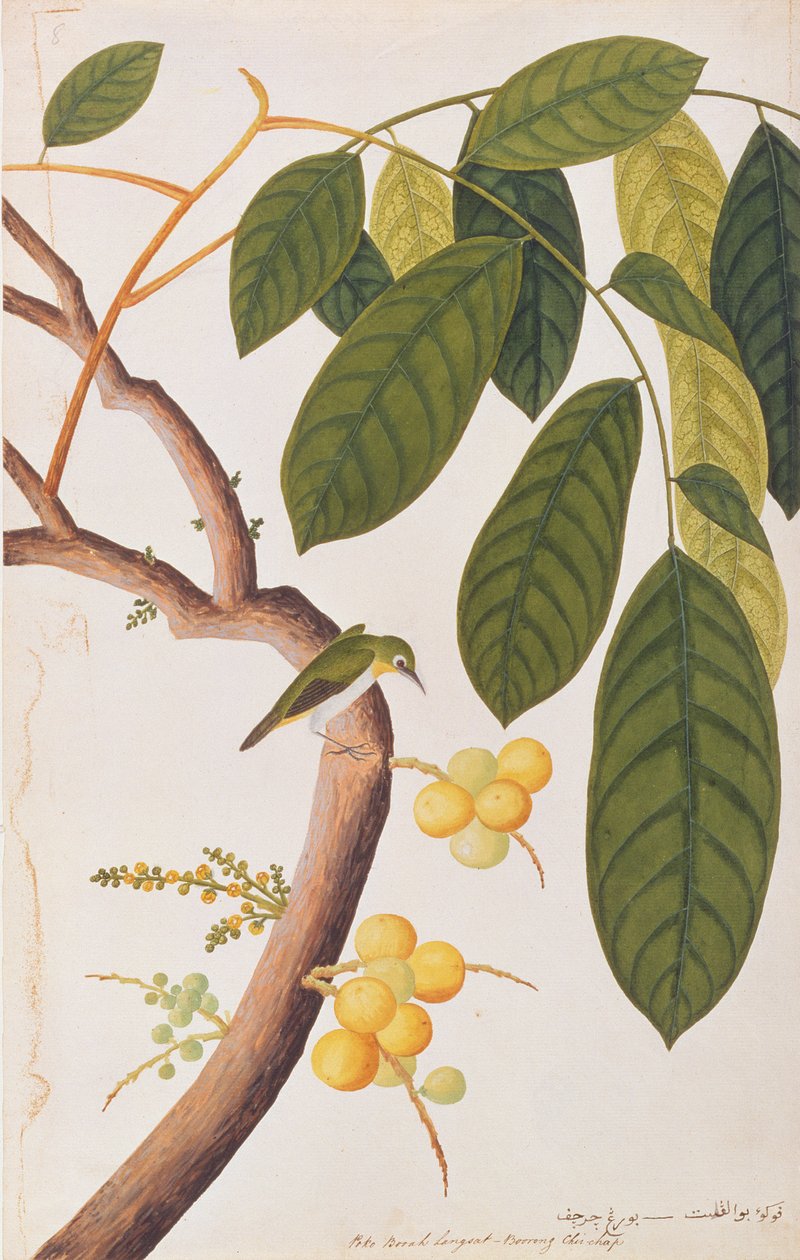 东方白眼，来自马六甲的鸟画，c.1805-18（纸上写着） 作者 中文学校