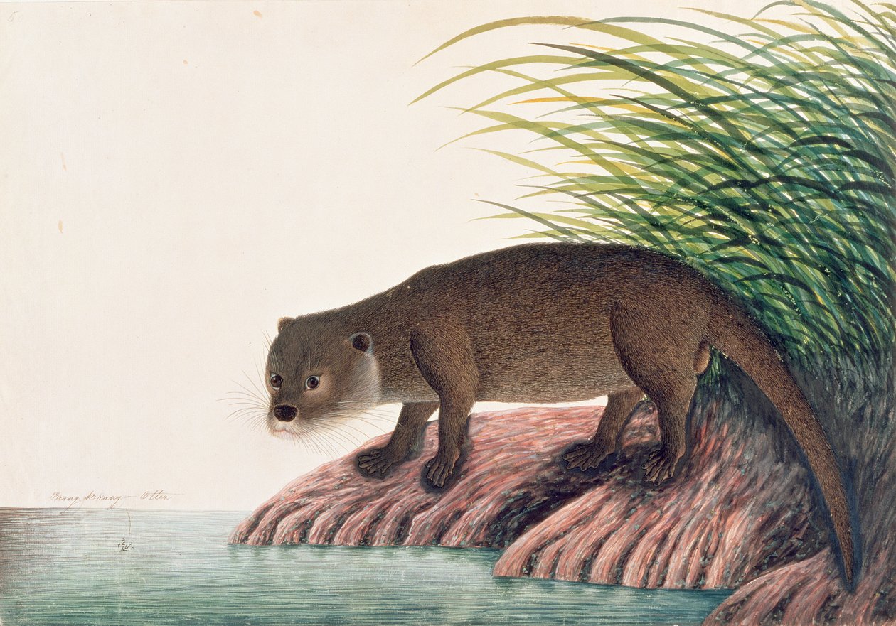 Otter，Brang-Brang，来自马六甲的动物，昆虫和爬行动物图画，c.1805-18（wc和纸上水粉） 作者 中文学校