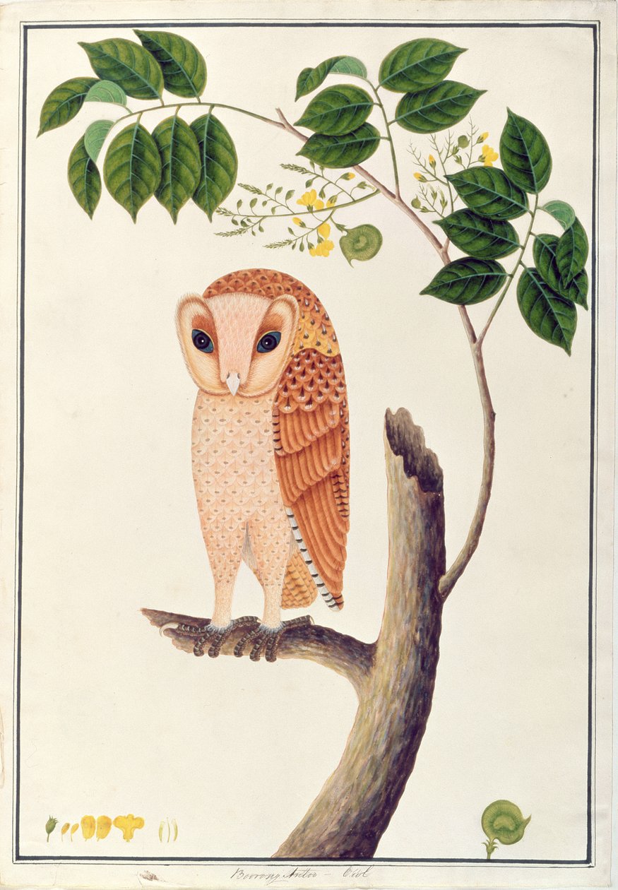 Owl，Boorong antoo，来自马六甲的鸟类画，c.1805-18（纸上写着） 作者 中文学校