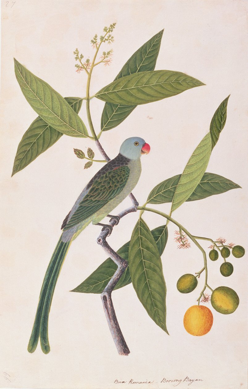 长尾小鹦鹉，来自马六甲的鸟类画，c.1805-18（纸上写着） 作者 中文学校