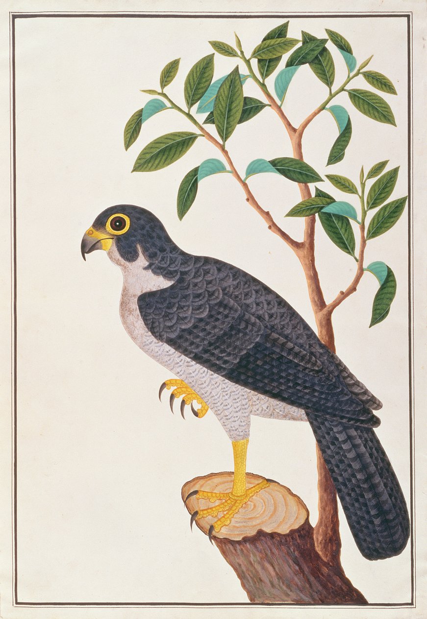 Peregrine Falcon，来自马六甲的鸟类图画，c.1805-18（纸上写着） 作者 中文学校