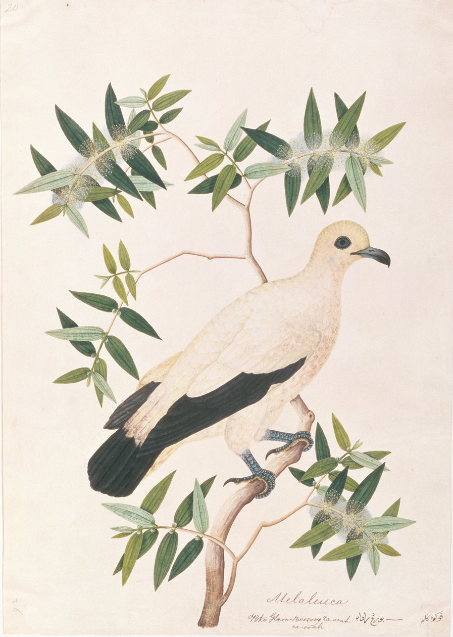 皮耶帝国鸽，来自马六甲的鸟类画，c.1805-18（纸上写着） 作者 中文学校